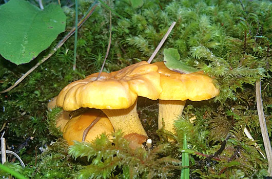 il 'persighin' (alias finferlo/gallinaccio), il piccolo fungo giallo protagonista della rinomata Sagra agostana di Oga