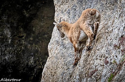 stambecca-junior-alpinista_StelvioPark_febbr2022 [ph.Alberto URBANI - thanks!]