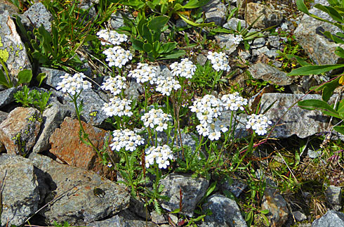 Achillea muscata - la 'tanéda', miracolosa perché farebbe digerire anche i sassi!