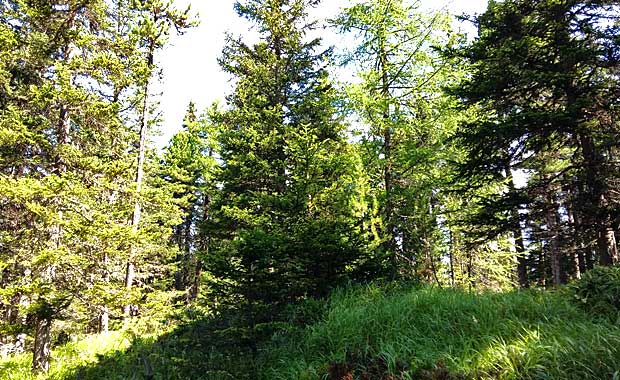 Andar per funghi a 'Li Ghesa'