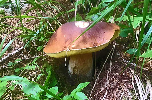 Un bell'esemplare di porcino (boletus edulis) trovato nelle abetaie di Oga [ph. Gabriele MARCONI - thanks!]