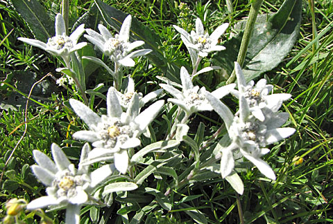 stelle alpine - edelweiss (leontopodium) [ph.Bruna SANTELLI - thanks]