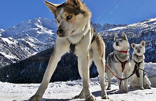 Lo facciamo o no un giretto con la slitta? Husky-Village-Arnoga_ph.ValeSOSIO